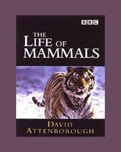 The Life Of Mammals (Theme from the BBC TV Series)